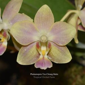 Phalaenopsis Tzu Chiang Balm