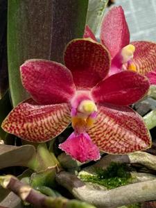 Phalaenopsis Joy Spotted Cat