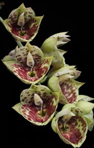 Catasetum Bound for Glory