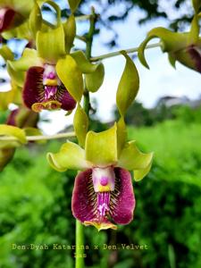 Dendrobium Dyah Katarina-Velvet Las