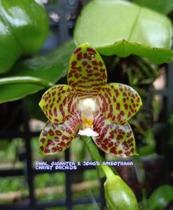 Phalaenopsis gigantea-Jong's Ambotrana Cherry