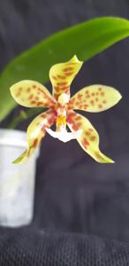 Phalaenopsis Micaels Pantheritz