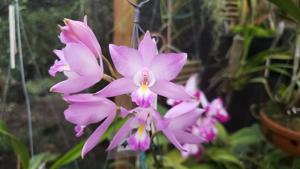 Laelia eyermaniana