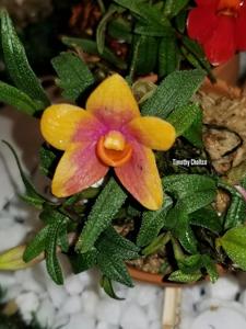 Dendrobium Swiss Mountain Palace