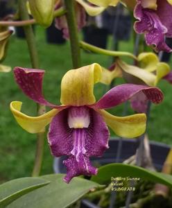 Dendrobium Sianne Velvet