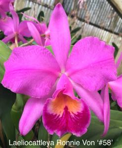 Cattleya Ronnie Von