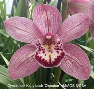 Cymbidium Kirby Lesh