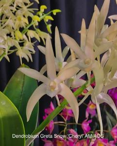 Dendrobium Greta Snow