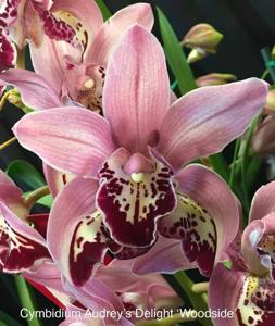 Cymbidium Audrey's Delight