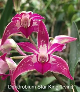 Dendrobium Star King