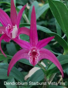 Dendrobium Starburst Vista