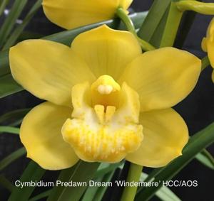 Cymbidium Predawn Dream