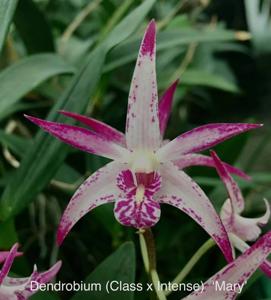 Dendrobium Brimbank Pink Rose