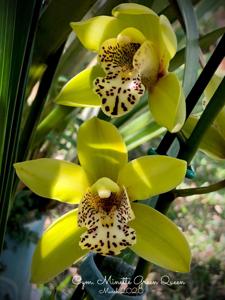 Cymbidium Minette