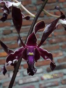 Dendrobium Ly's Pride