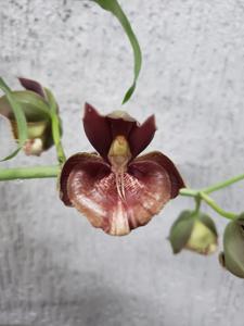 Catasetum Gustavo Marques