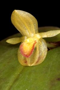 Genus ignota Undescribed