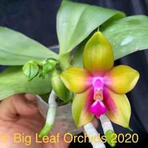 Phalaenopsis Phoenix Phoenix Dragon