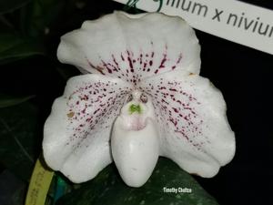 Paphiopedilum QF Winona