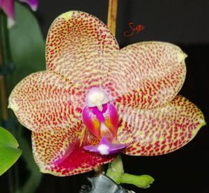 Phalaenopsis Zheng Min Cobra