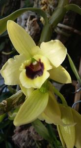 Dendrobium Golden Blossom