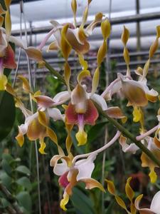 Dendrobium Flamee Harijanto