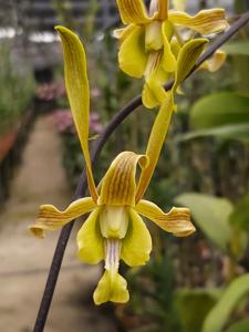 Dendrobium Flamee Harijanto