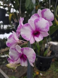 Dendrobium Yaya Victoria