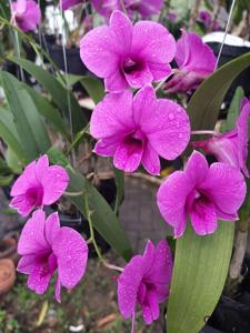 Dendrobium Yaya Victoria