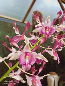 Dendrobium Pink Lips