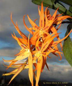 Brassia Orange Delight