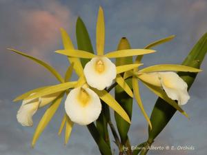 Procatavola Key Lime Stars