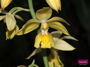 Calanthe hsinchuensis