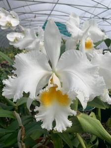 Cattleya Pisgah Spring