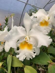 Cattleya Pisgah Spring