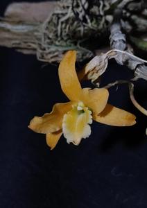 Dendrobium Uni-Scabri