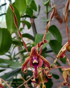 Dendrobium Samnawi Sosweet