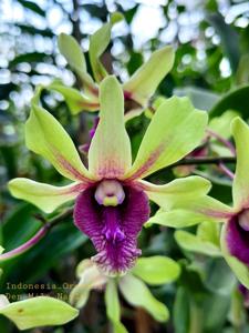 Dendrobium Milla Nayla