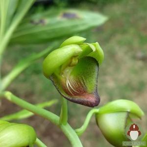Catasetum pohlianum