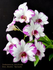 Dendrobium Enobi Splash FCA