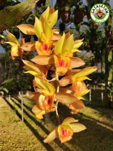 Catasetum Alice Maud