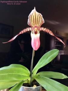 Paphiopedilum Carola Adenauer