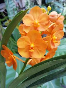 Vandachostylis Nopporn Orange Rosy