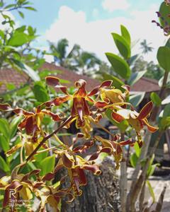 Dendrobium Indah Tjatur Setyowati