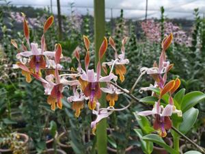 Dendrobium Desmond Tan