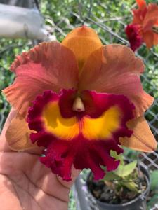 Rhyncholaeliocattleya Siam Magic