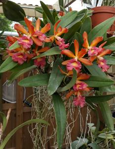 Bullara Redland Sunset