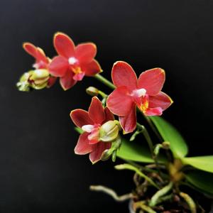 Phalaenopsis Sogo Red Star