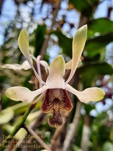 Dendrobium Yulia Ratnasari Sikojo