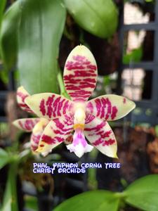 Phalaenopsis Yaphon Cornu Tree